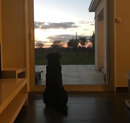 サラ選手犬.jpg