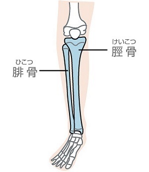 腓骨と脛骨.jpg